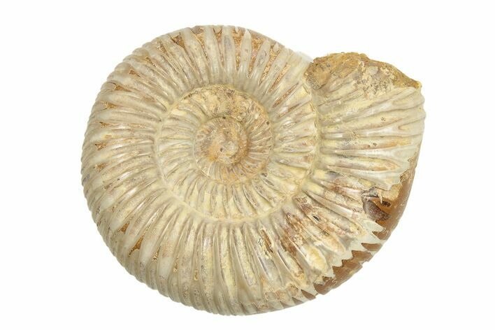 Polished Jurassic Ammonite (Perisphinctes) - Madagascar #248754